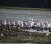 MNRiverPelicans 2014 09 042